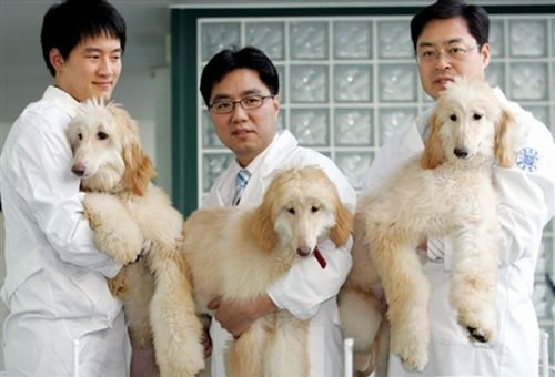 cloning dogs pets